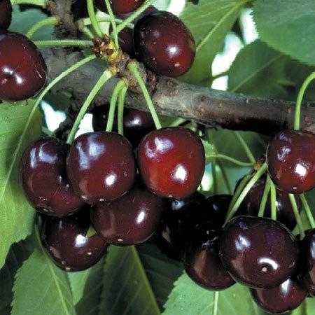 Cherry Kernel Carrier Oil